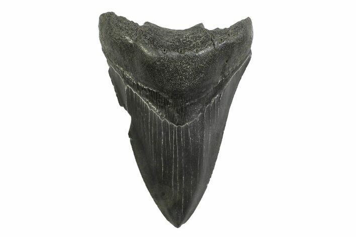 Serrated, Fossil Megalodon Tooth - South Carolina #356842